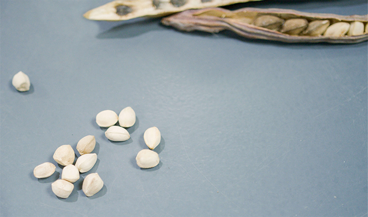 Moringa seeds