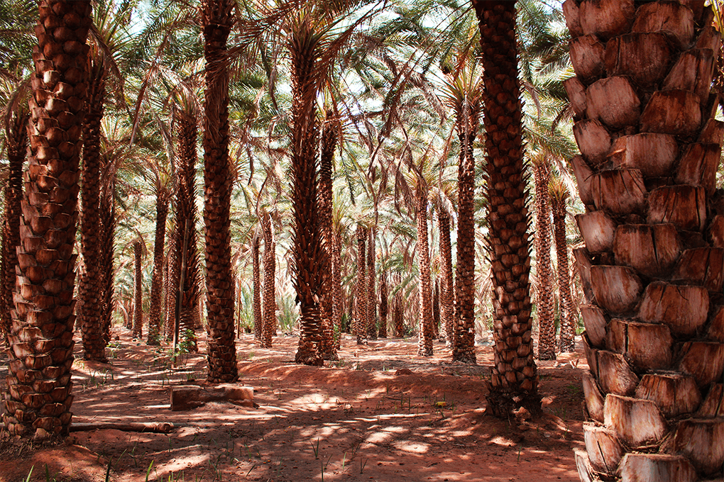 chemin dans la palmeraie