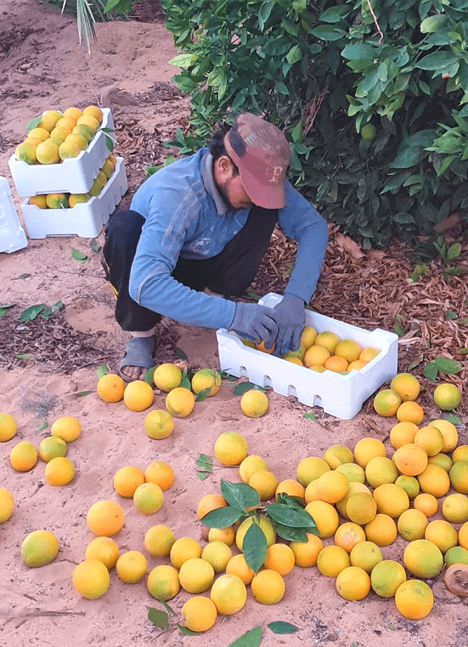 Orange picker