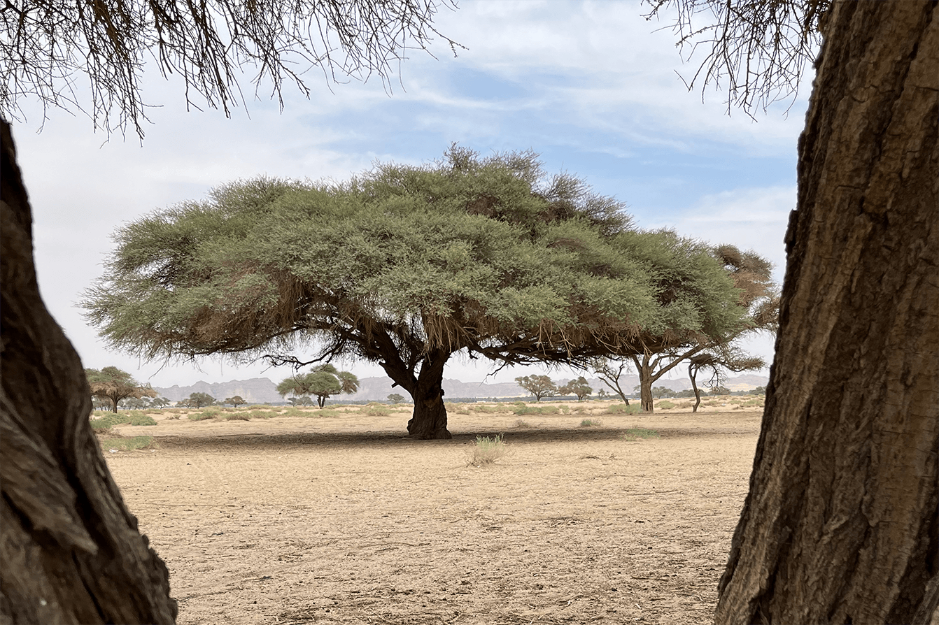 Acacia trees in AlUla plain