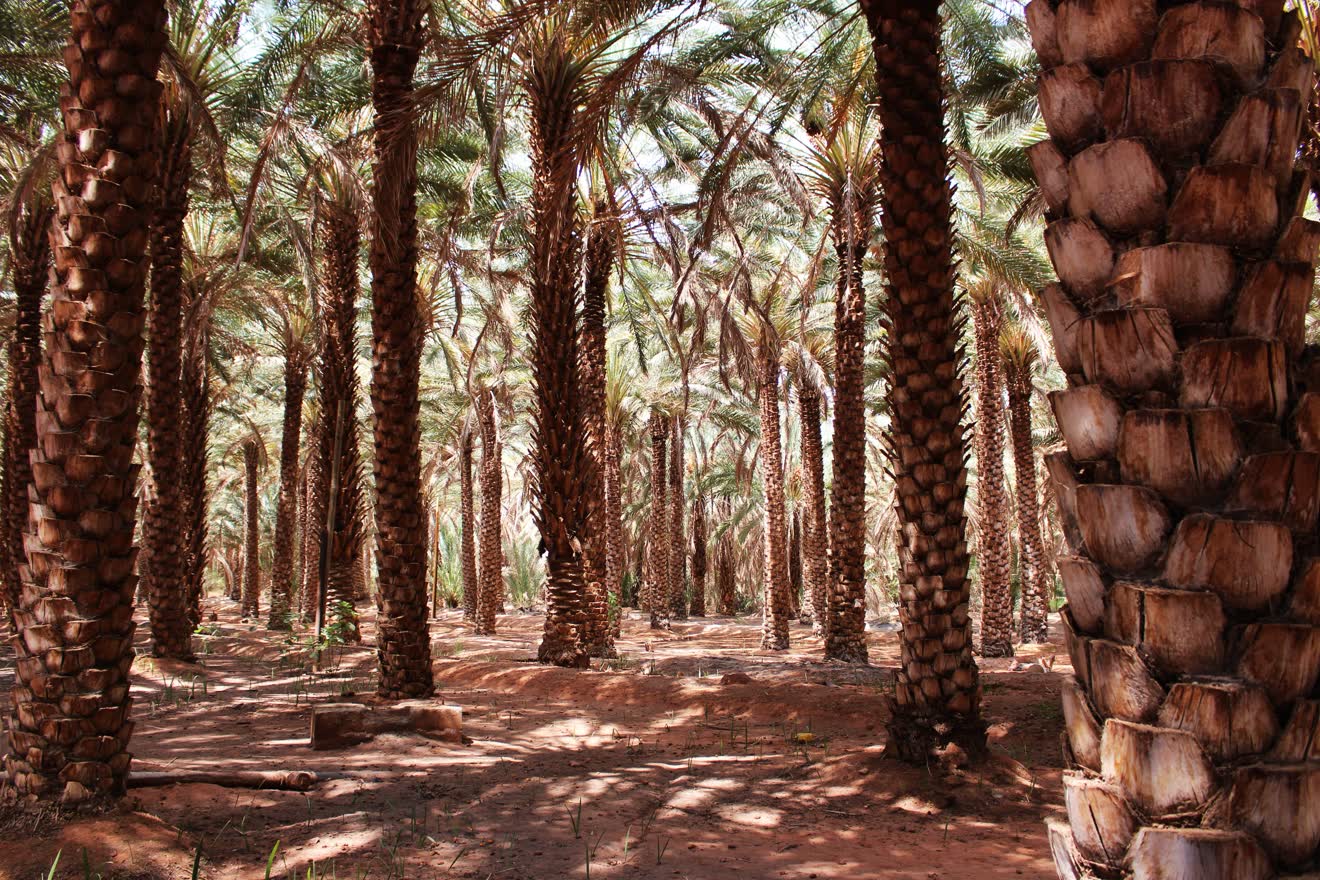 Palm grove