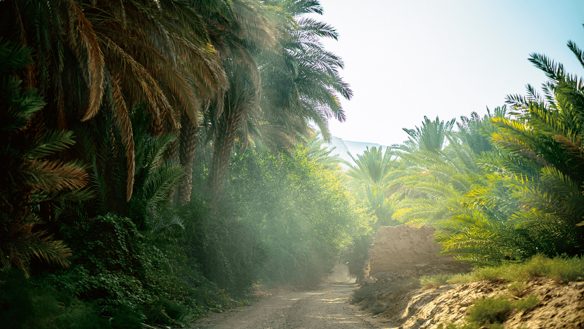 road among palm trees 