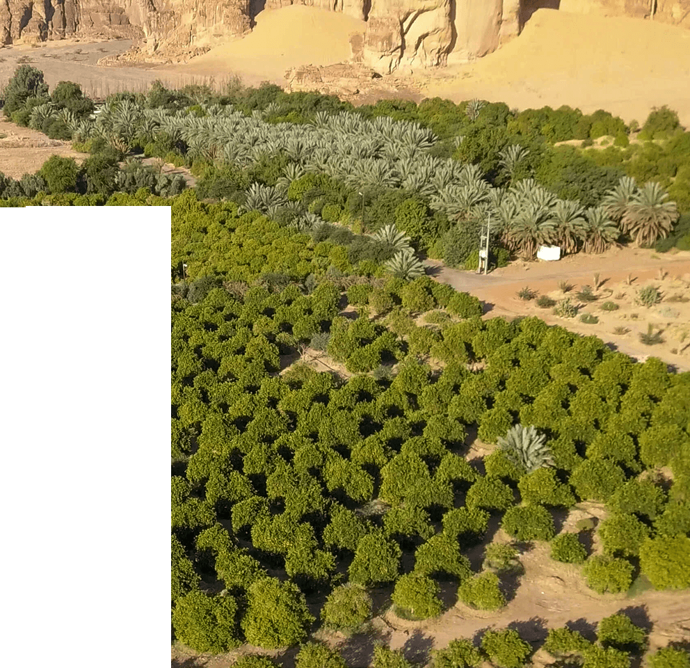 Afalula AlUla gestion eau