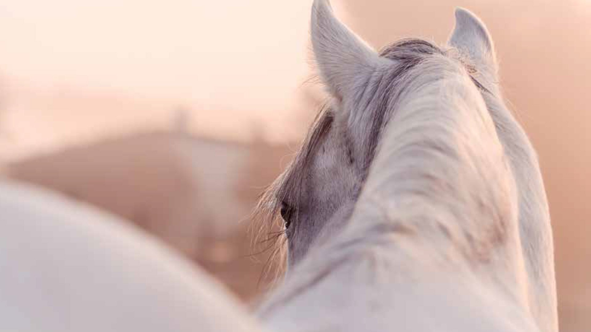 Afalula AlUla Fédération équestre internationale
