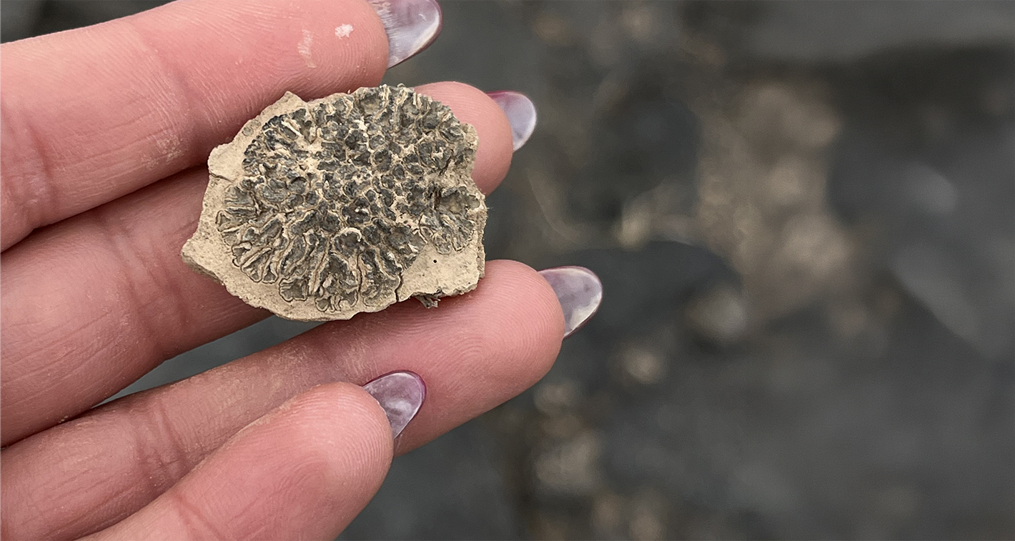 lichens un atlas des vies minuscules (photo 11)