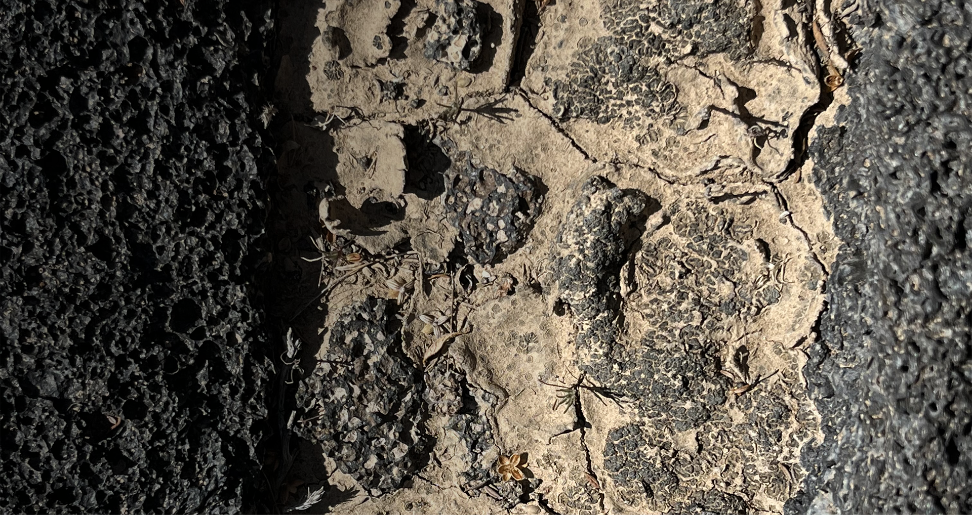 lichens un atlas des vies minuscules (photo 12)