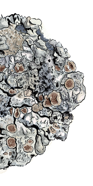 lichens un atlas des vies minuscules (photo 7)