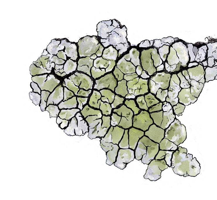 lichens un atlas des vies minuscules (photo 6)