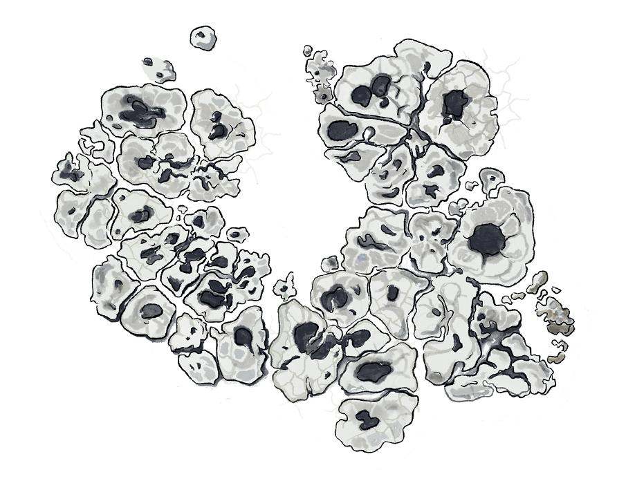 lichens un atlas des vies minuscules (photo 5)