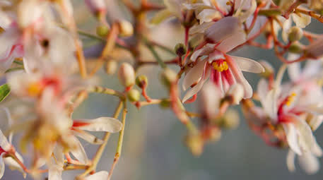 ALULA PEREGRINA FILIERE COSMETIQUE DEXCELLENCE (photo 4)