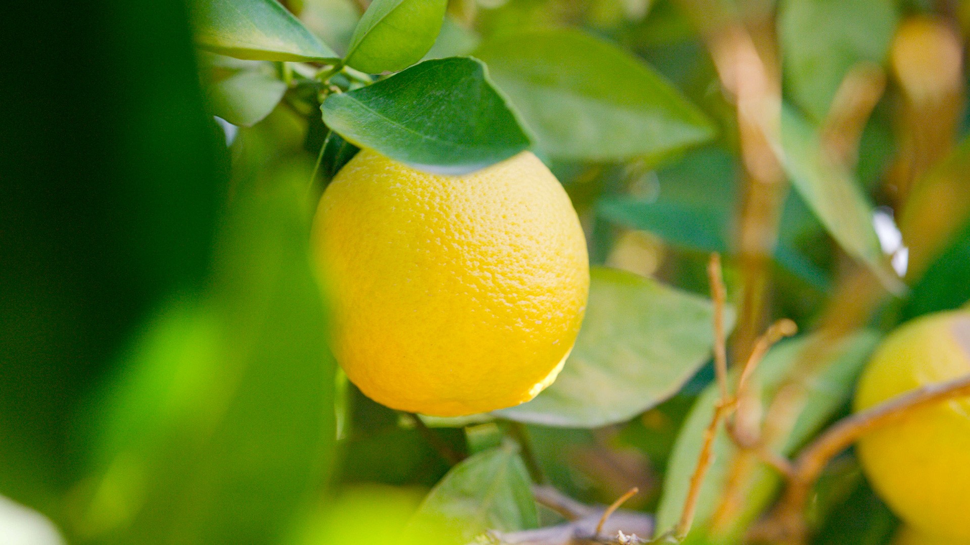 AlUla citron