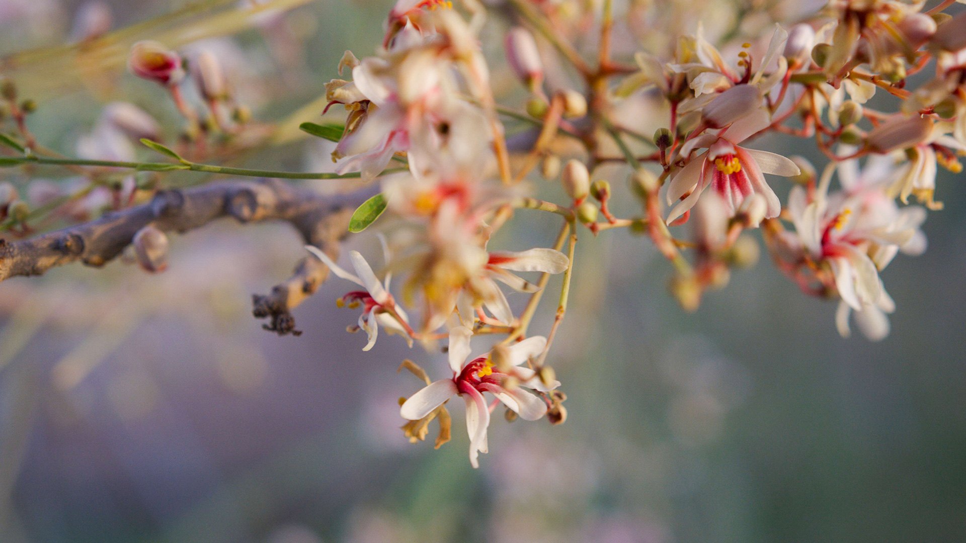 fleur de Moringa Peregrina