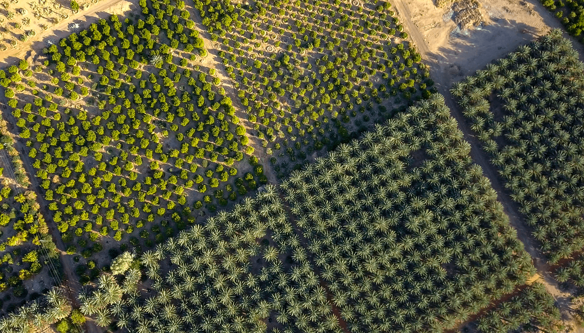 champ de dattes et citrus