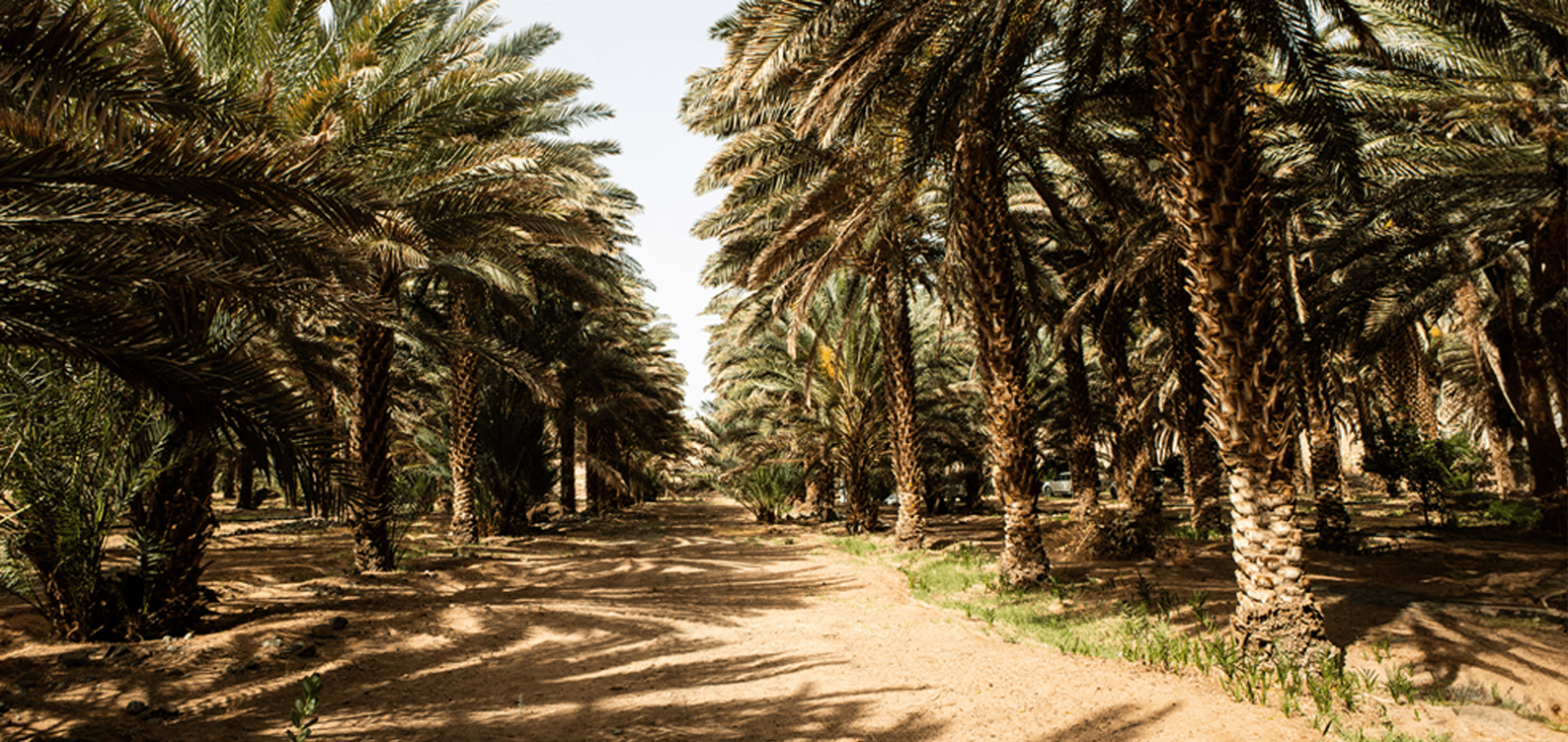 Palmiers AlUla