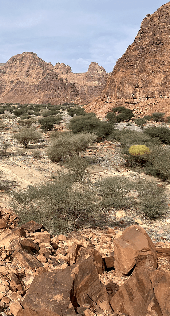Arbres dans le désert d'AlUla