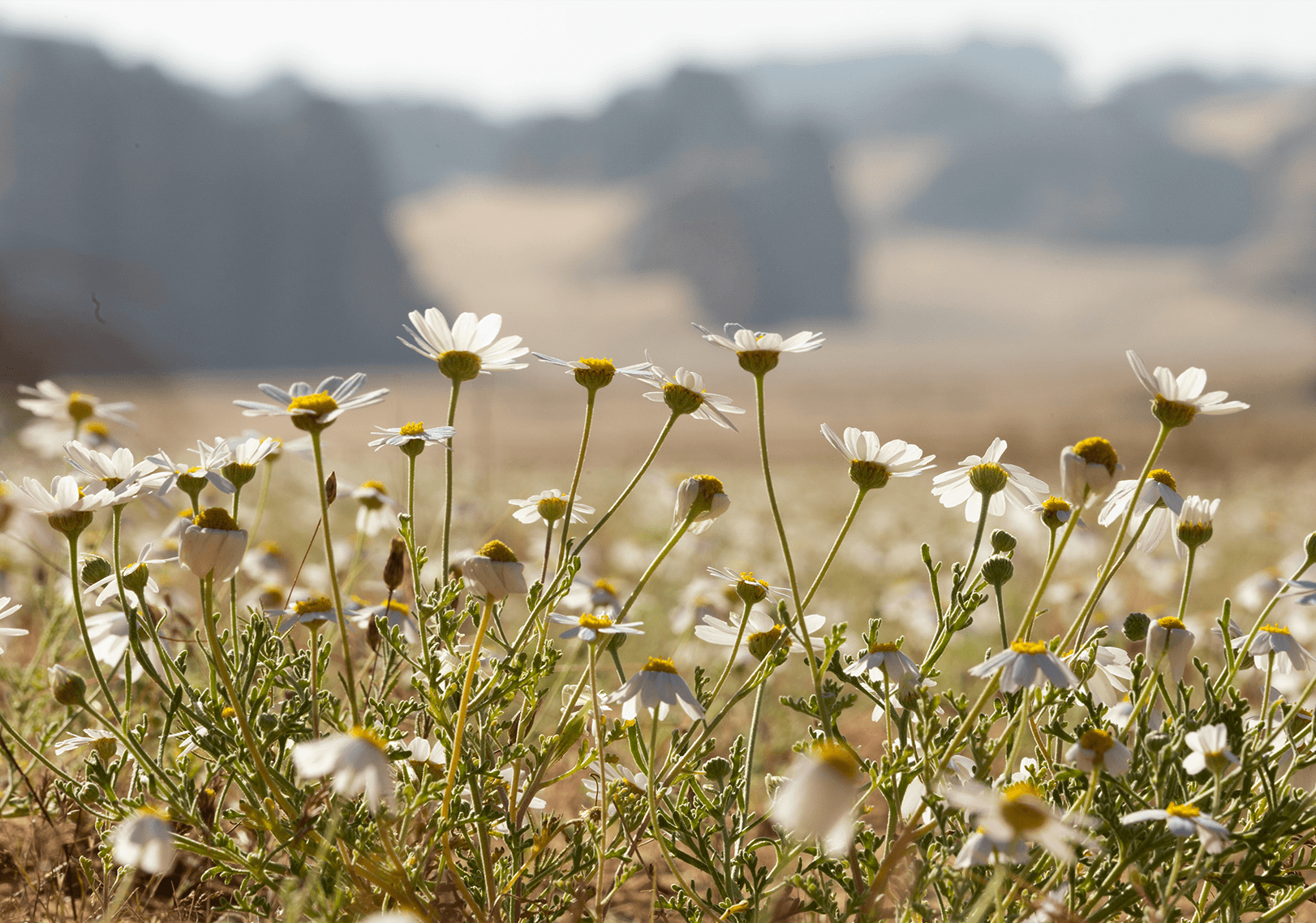 Marguerites dans un champs