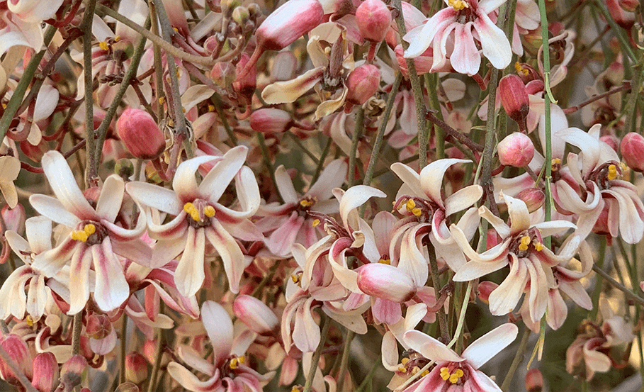 Fleurs de Moringa Peregrina
