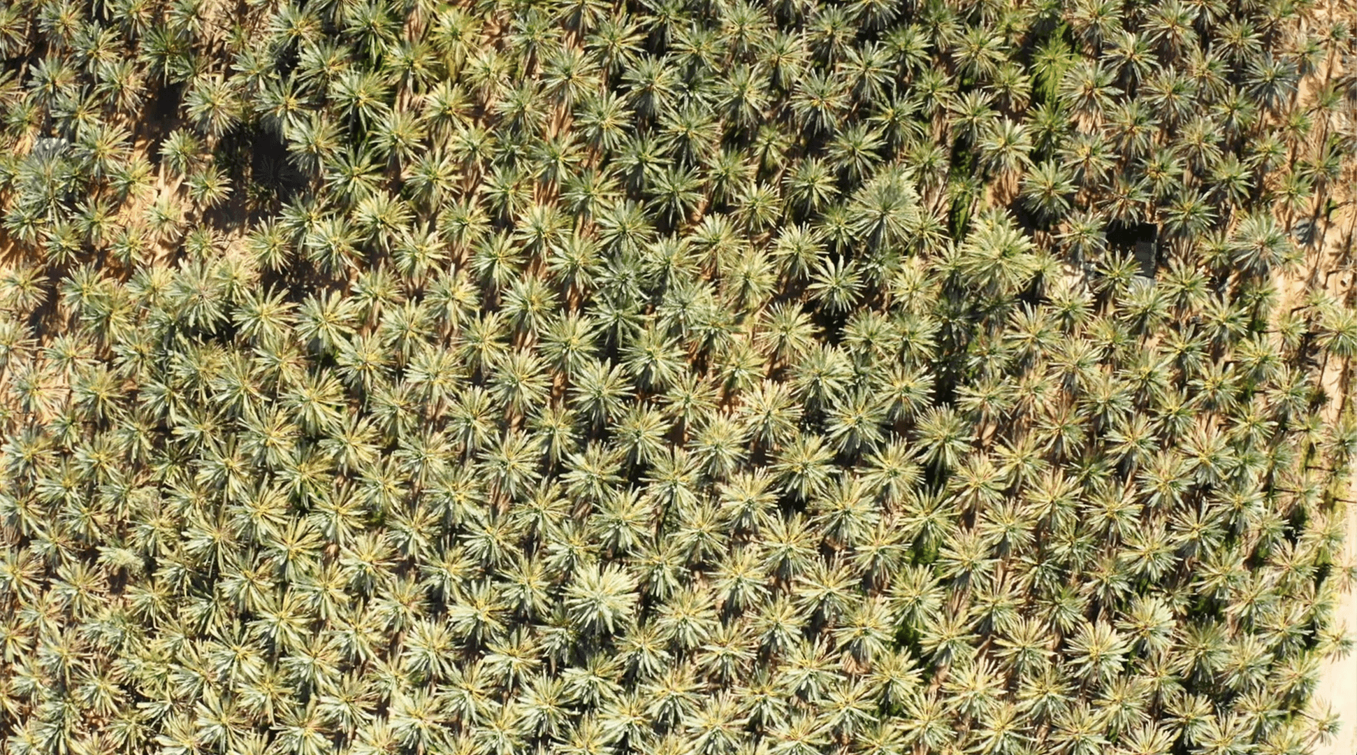 oasis