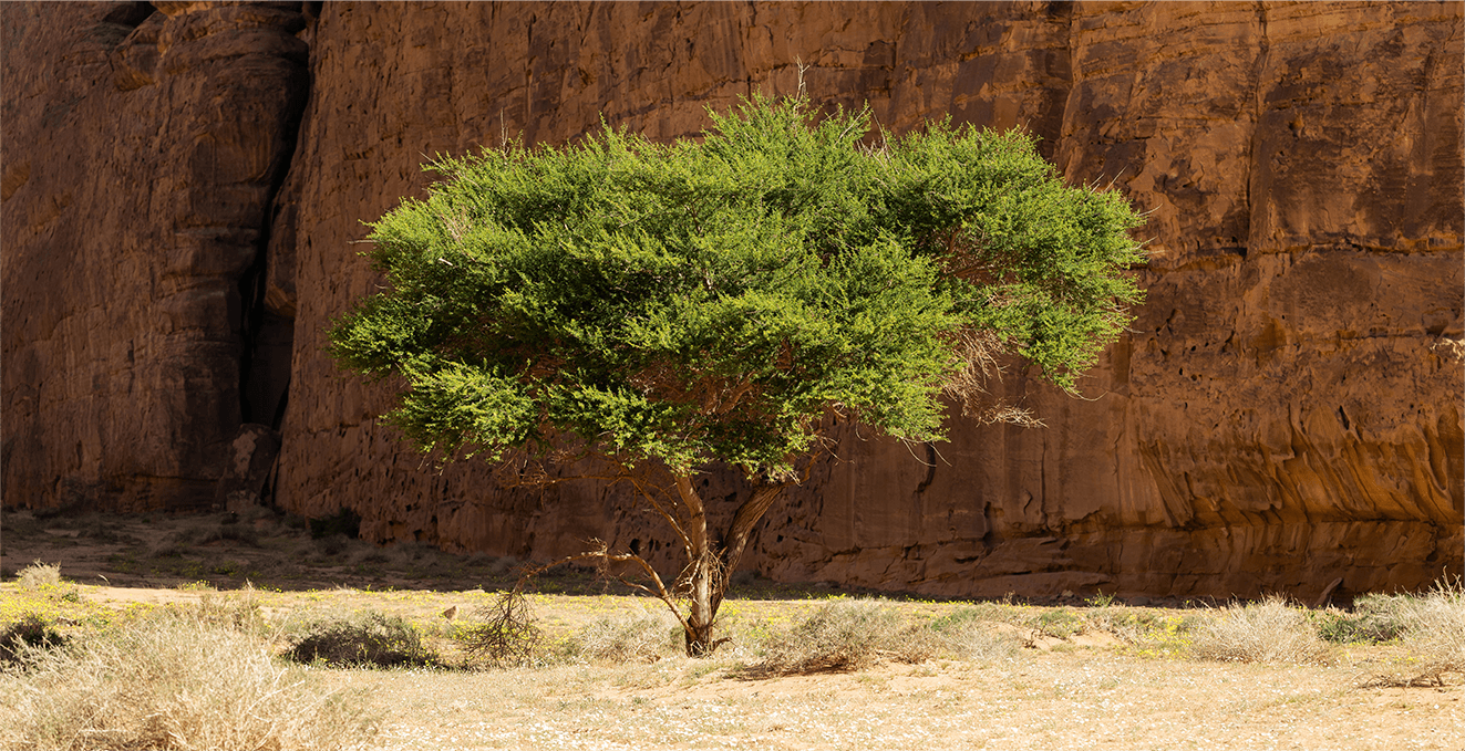Arbre dans le désert d'AlUla