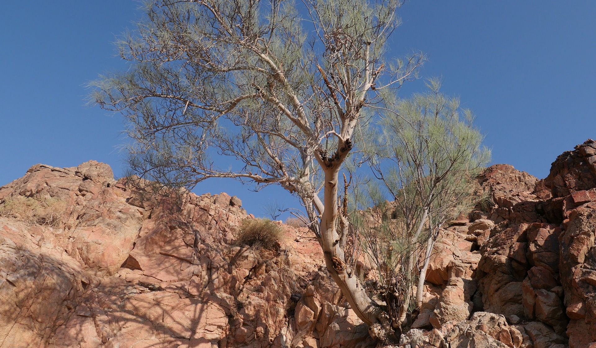 Moringa Peregrina
