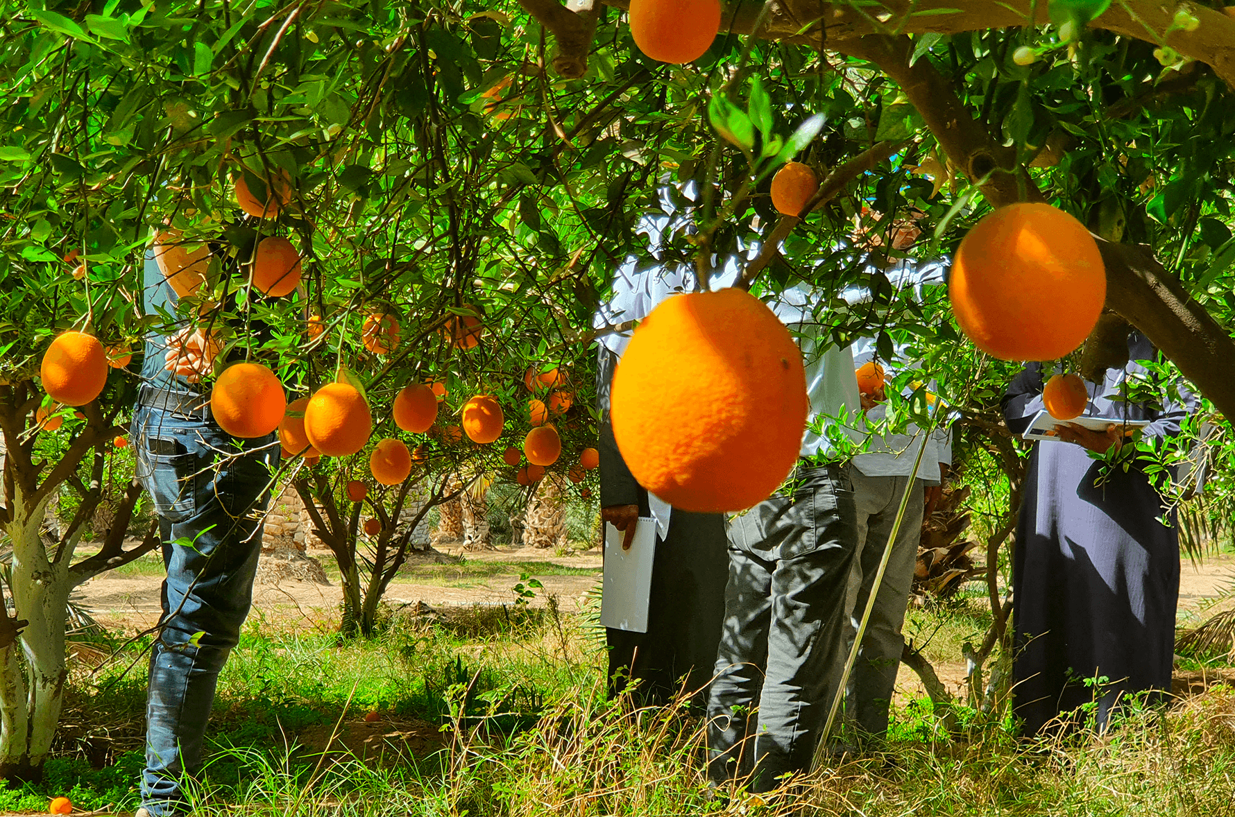oranges dans son arbres