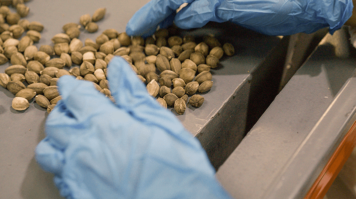 Production de graines de Perégrina