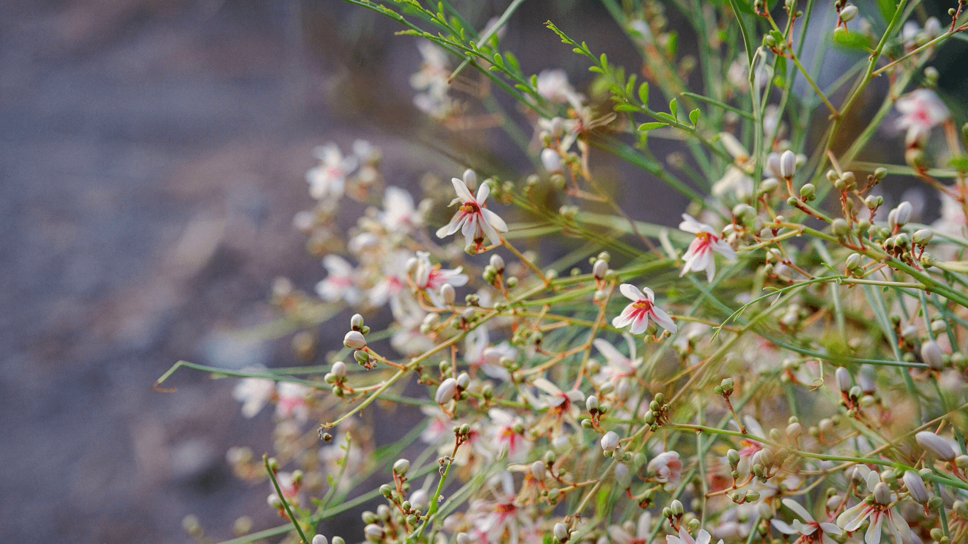 Fleurs de Moringa peregrina