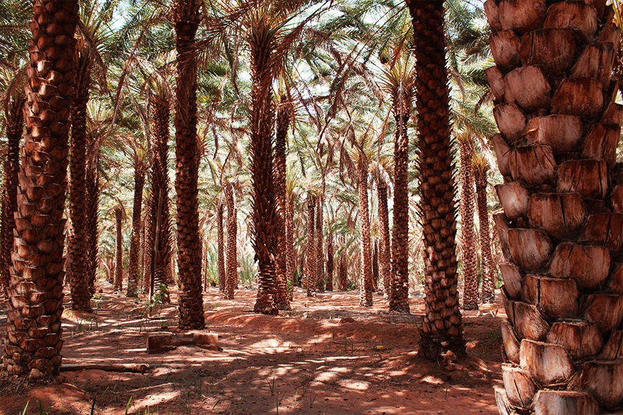 chemin dans la palmeraie