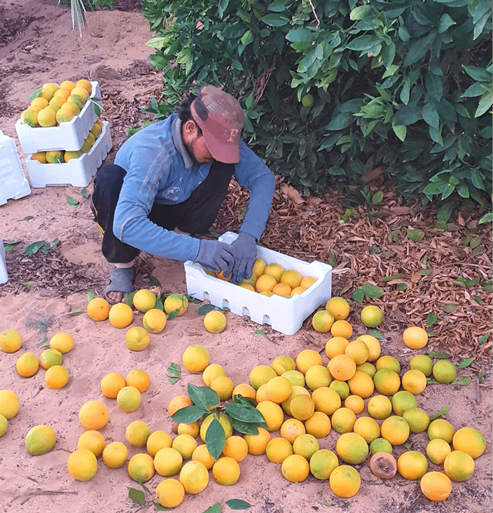 personne récoltant des oranges