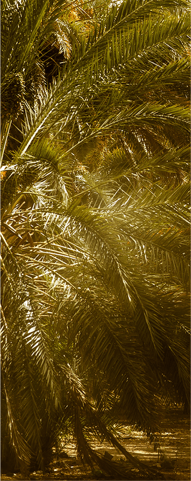 Arbre de l'Oasis