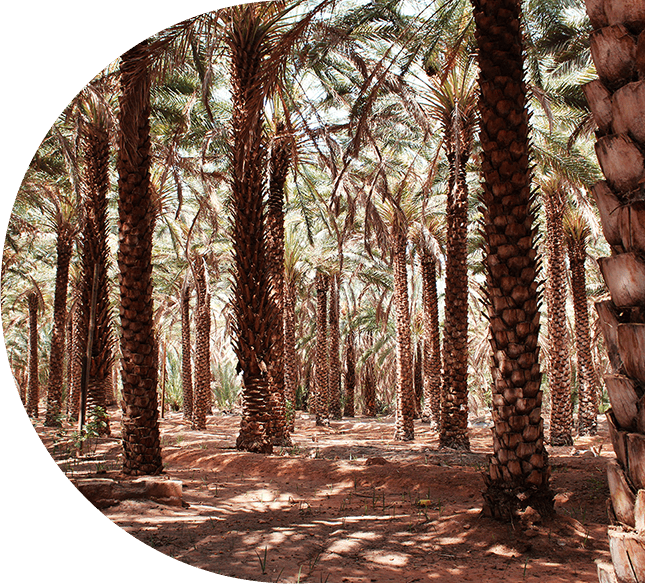 intérieur oasis