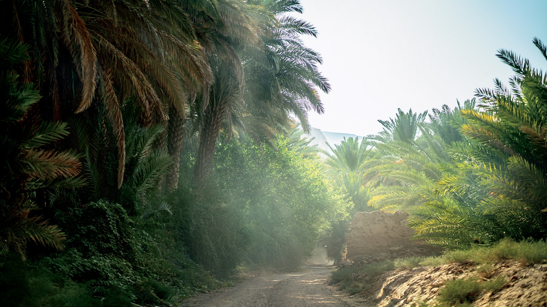 chemin passant parmi les palmiers